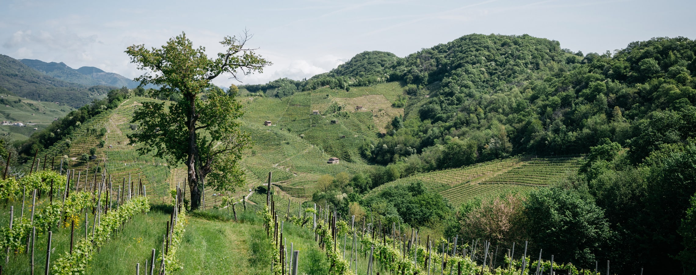 prosecco colline docg